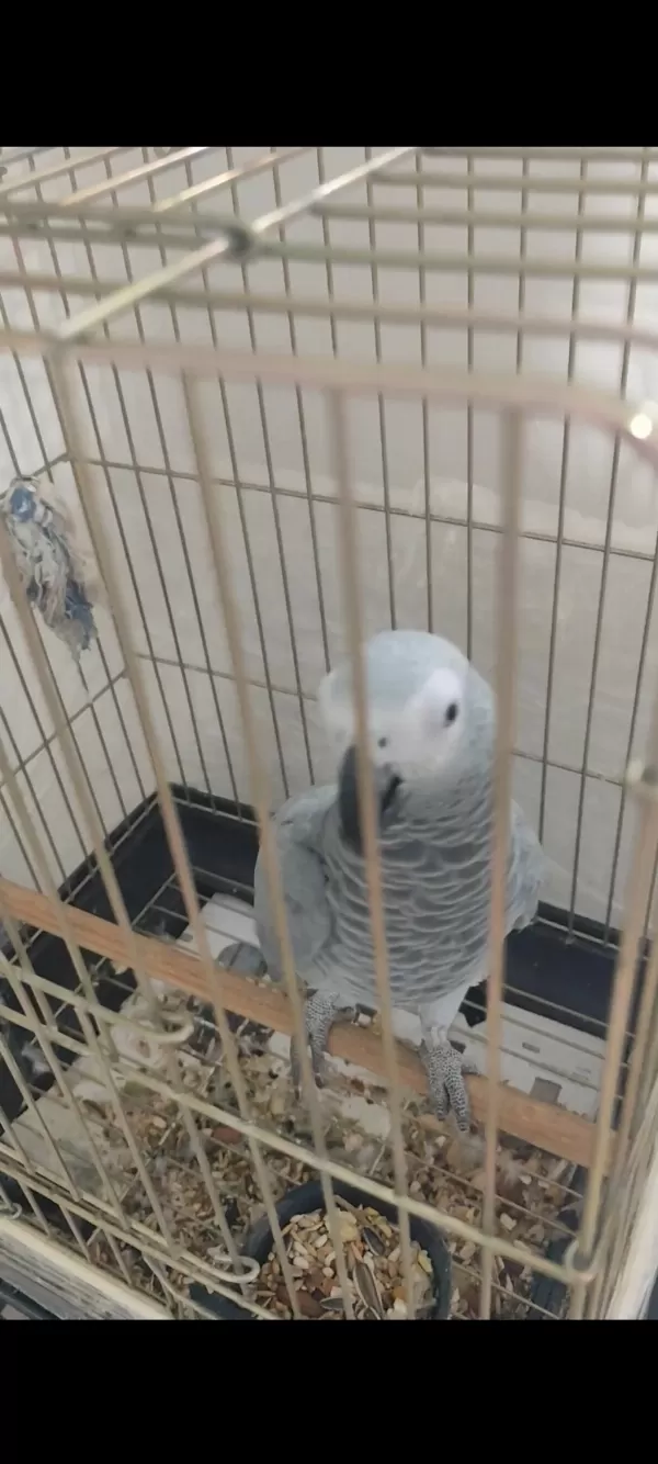 Petshop Kuşu Değildir Özel Bir Jakodur