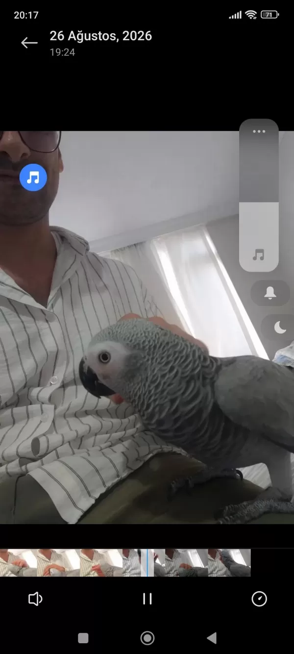 Petshop Kuşu Değildir Özel Bir Jakodur