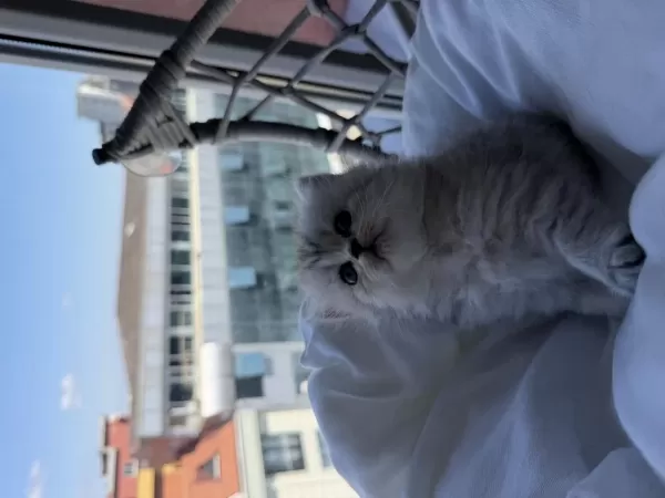 British Shorthair Ve Longhair Bebekler