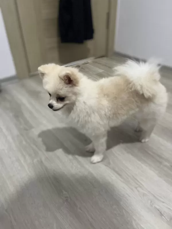 2 Yaşinda Prenses Pomeranian