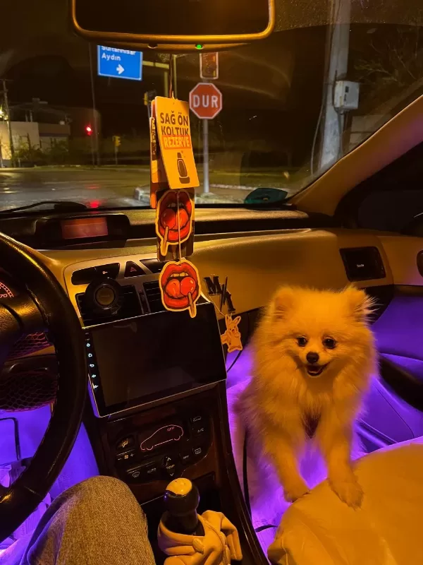 2 Yaşinda Prenses Pomeranian