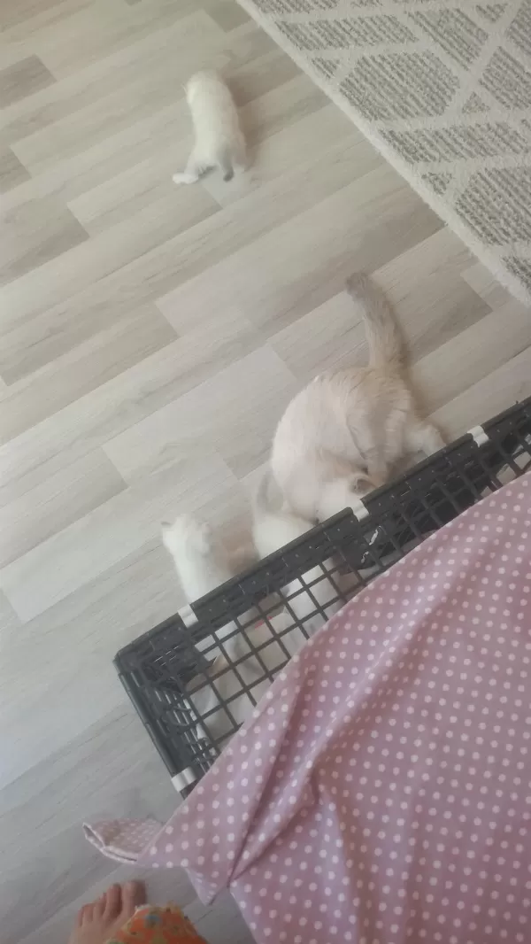 Scottish Fold Dişi Ve Erkek Yavrular