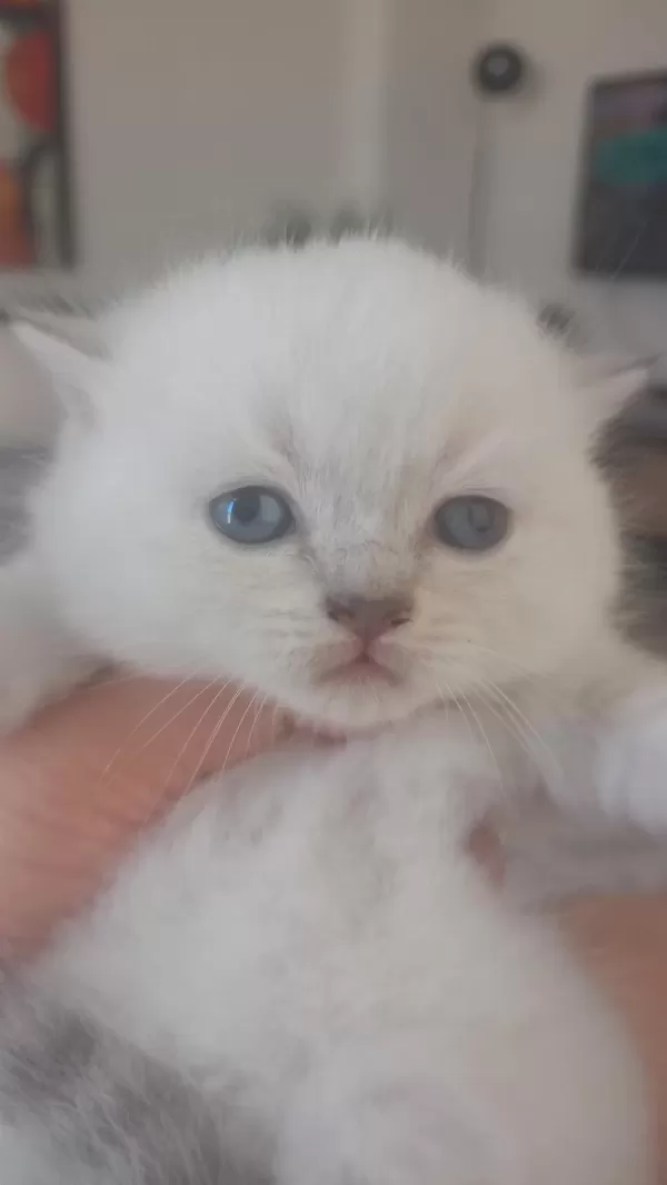 Scottish Fold Dişi Ve Erkek Yavrular