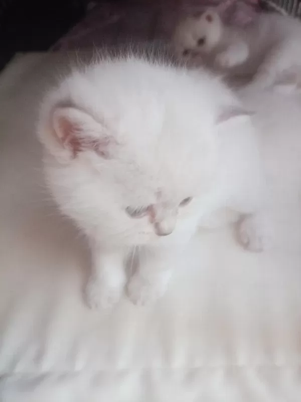 Scottish Fold Dişi Ve Erkek Yavrular