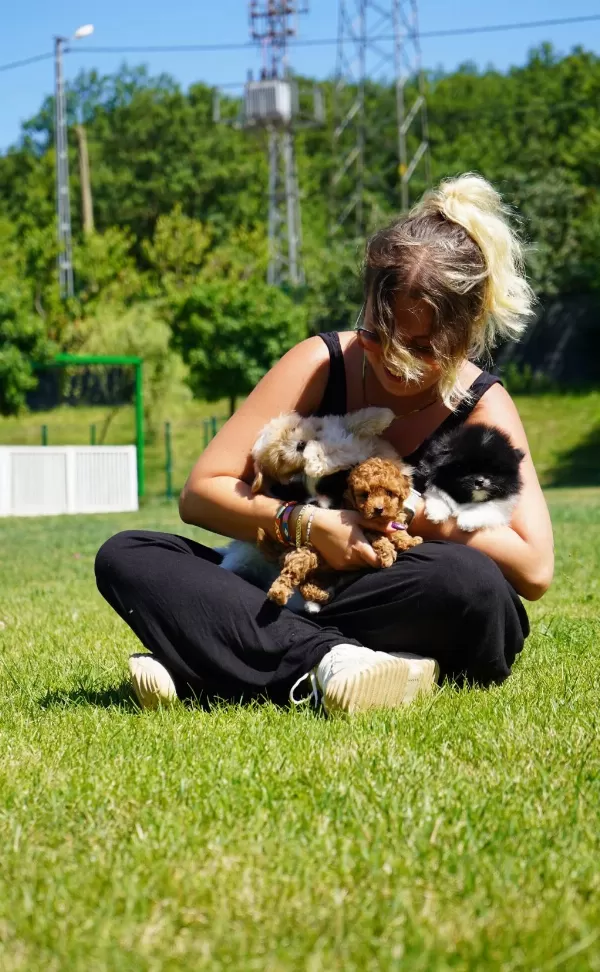 Eğitilebilir Toy Poodle Yavruları İle Evinize Neşe Katın