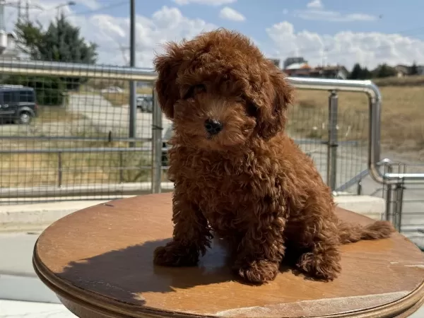 Ankaranın En Güzel Toy Poodle Yavruları Ziyarete Açık