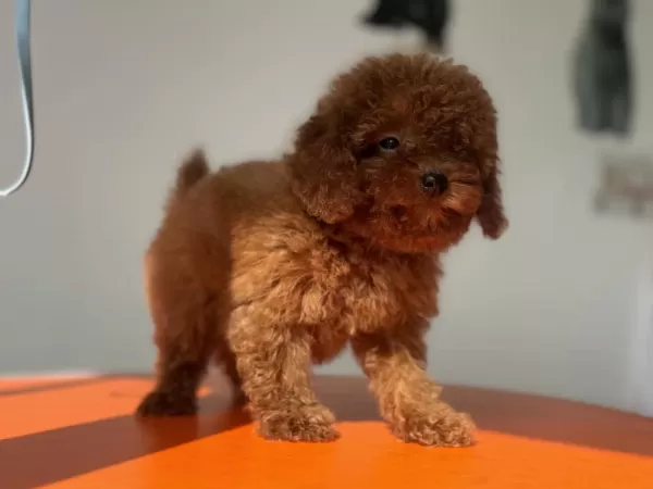 Ankaranın En Güzel Toy Poodle Yavruları Ziyarete Açık