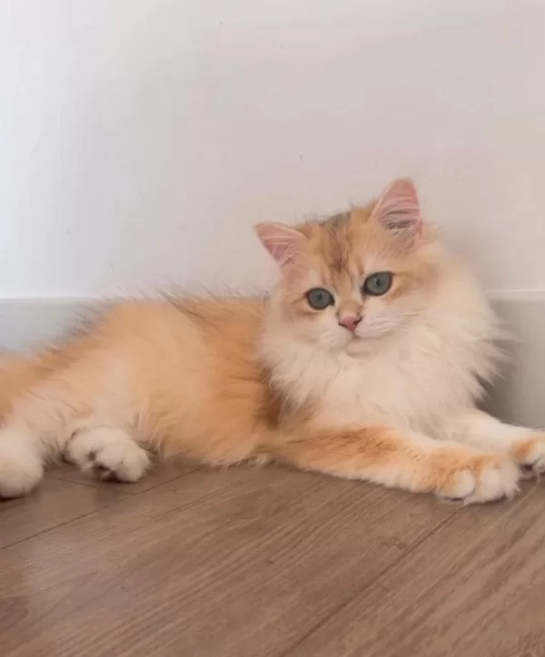 British Longhair 5 Aylık Ny12 Erkek