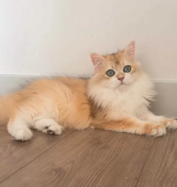 British Longhair 5 Aylık Ny12 Erkek