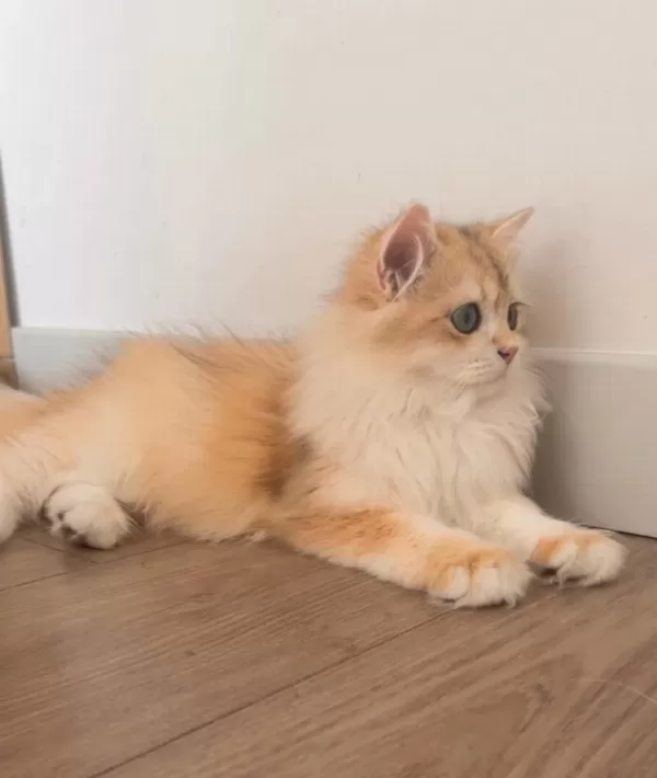 British Longhair 5 Aylık Ny12 Erkek