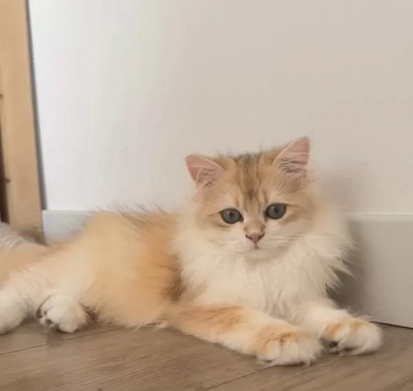 British Longhair 5 Aylık Ny12 Erkek