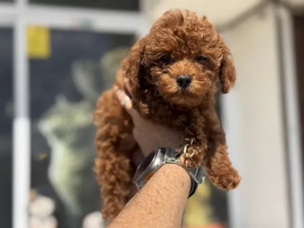 Petmode Köpek Çiftliğinde Ziyarete Açık Kore Toy Poodle