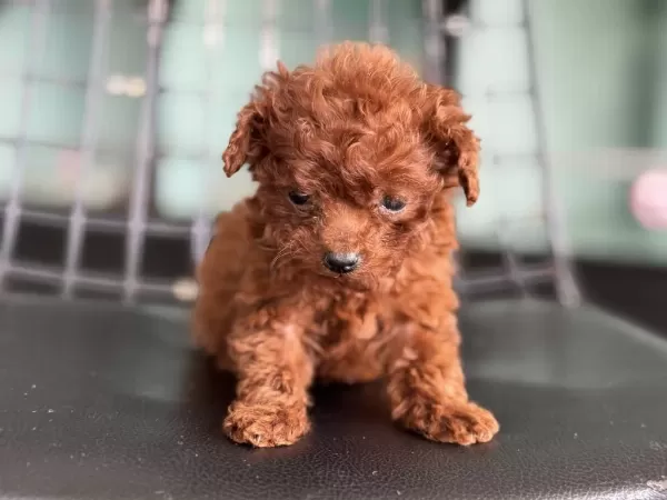 Çok Özel Redbrown Kore Tea Cup Poodle Yavrular