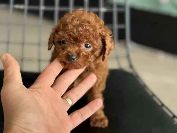 Çok Özel Redbrown Kore Tea Cup Poodle Yavrular