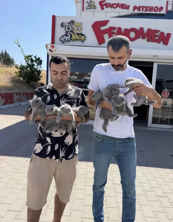 Top Kafa Scottish Fold Yavtular Ankara Mağazamızda