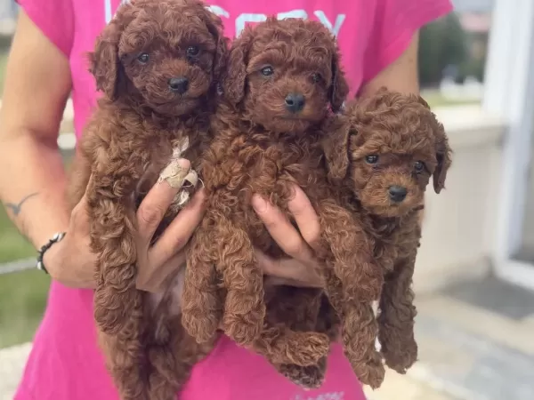 Ankaranın En Elit Toy Poodle Yavruları Garantili