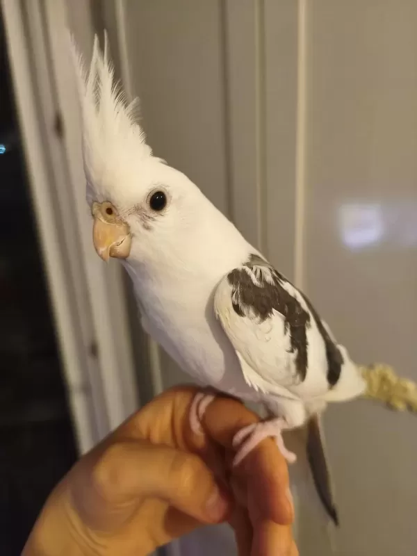 Heavy Kan Hattina Sahip White Face Sultan Papağani