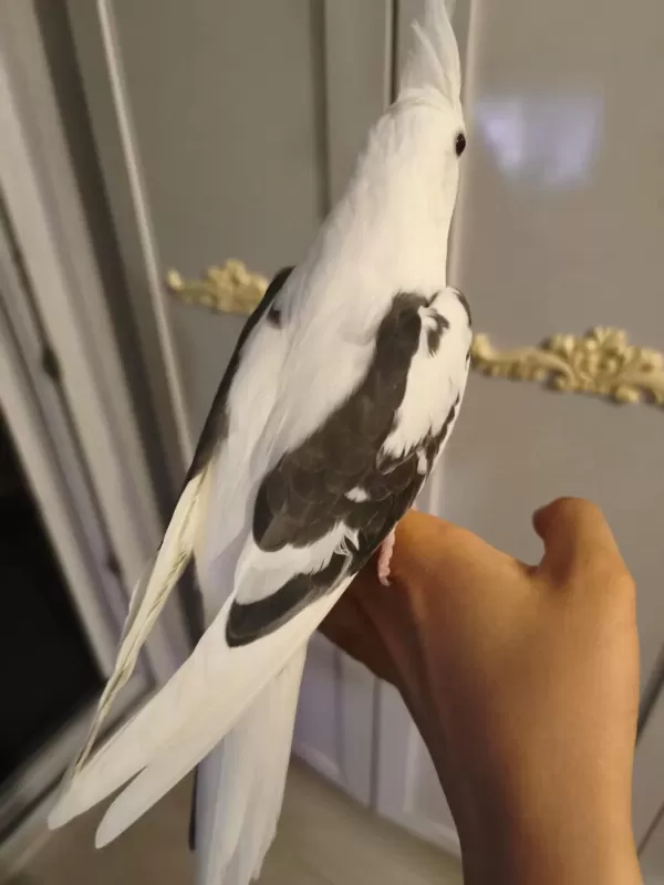 Heavy Kan Hattina Sahip White Face Sultan Papağani