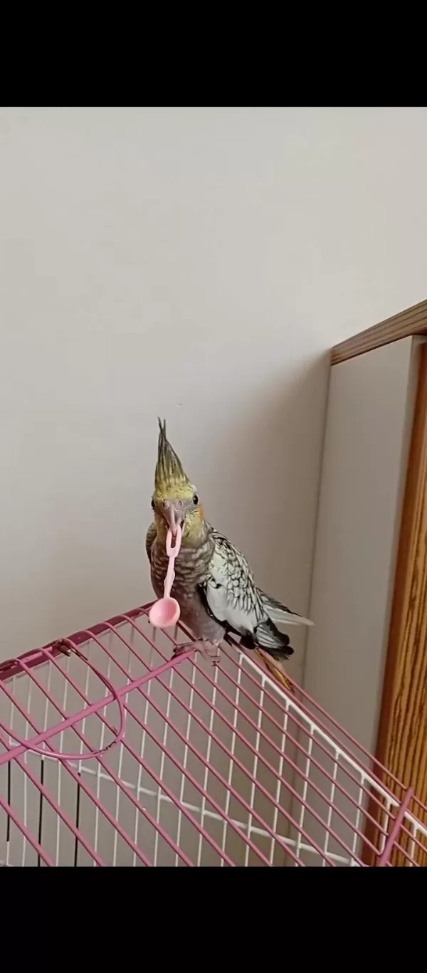 Oyun Oynamayı Seven Yeme Düşmüş Sultan Papağanı