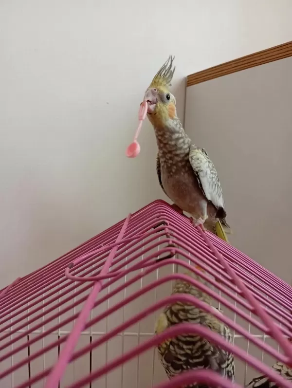 Oyun Oynamayı Seven Yeme Düşmüş Sultan Papağanı