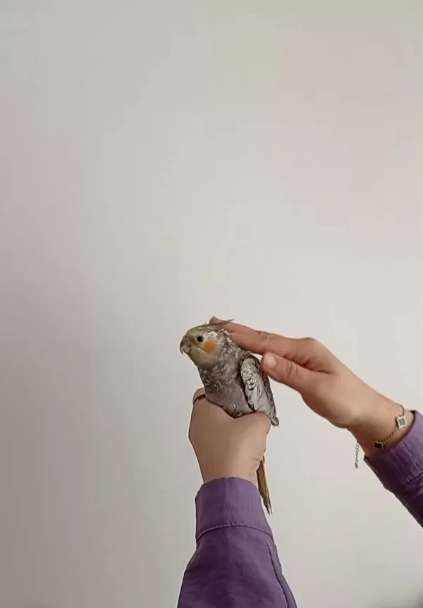 Oyun Oynamayı Seven Yeme Düşmüş Sultan Papağanı