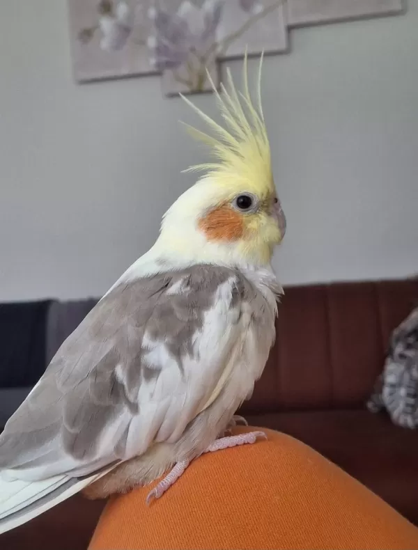 Çift Sultan Papağanı