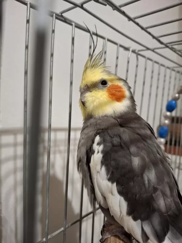 Çift Sultan Papağanı