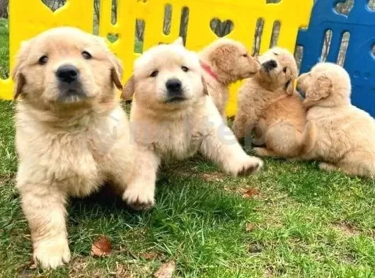 2 Aylık Yumurcak Golden Retriever Yavrularım