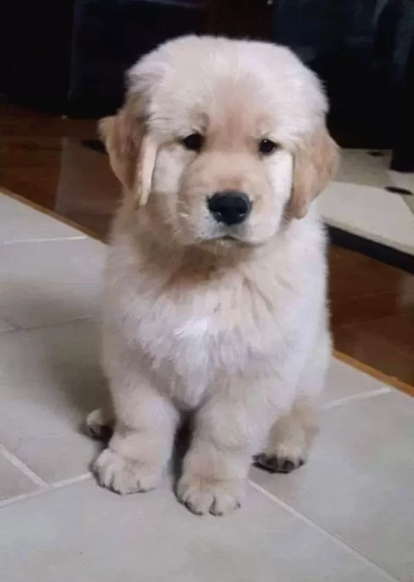 2 Aylık Yumurcak Golden Retriever Yavrularım