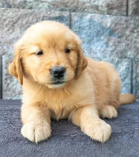 2 Aylık Yumurcak Golden Retriever Yavrularım