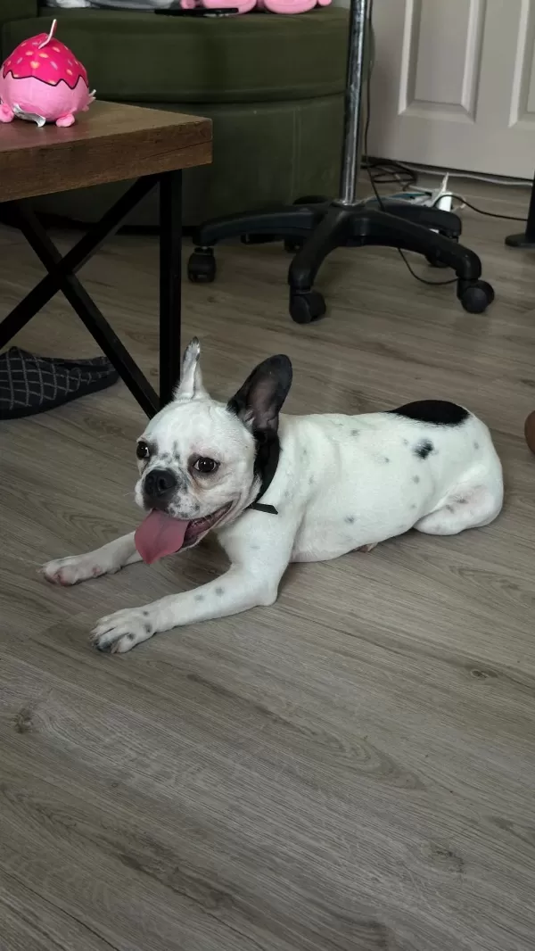 8 Aylık Tüm Aşıları Kimlik Çip Tam Dişi French Bulldog