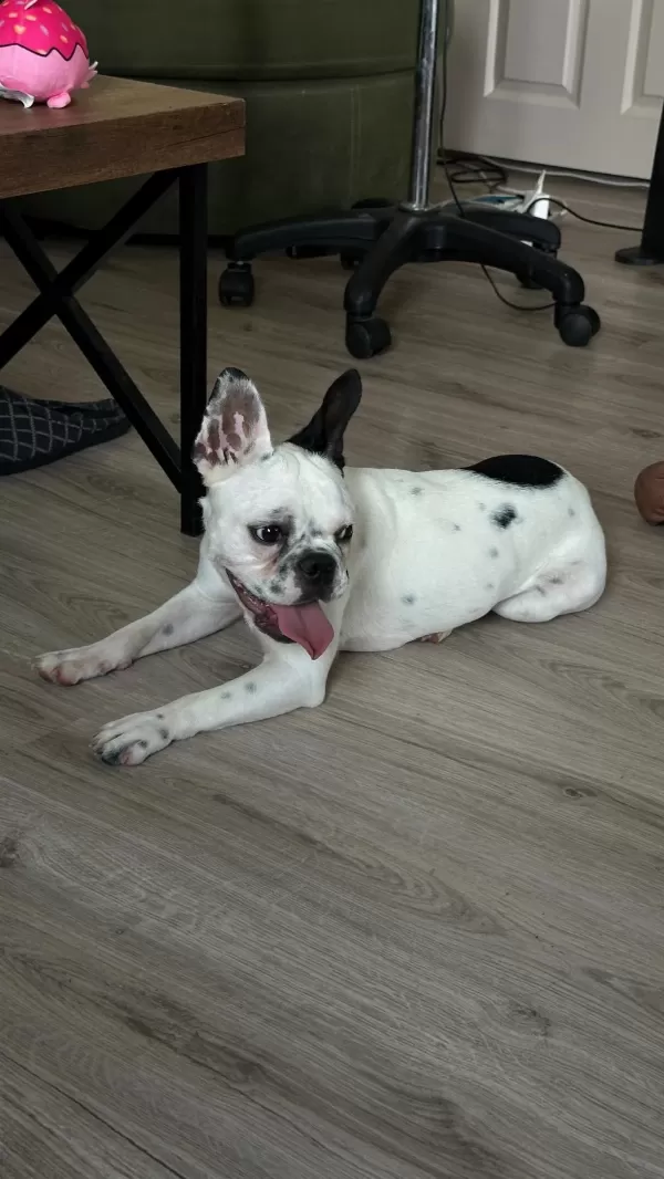 8 Aylık Tüm Aşıları Kimlik Çip Tam Dişi French Bulldog