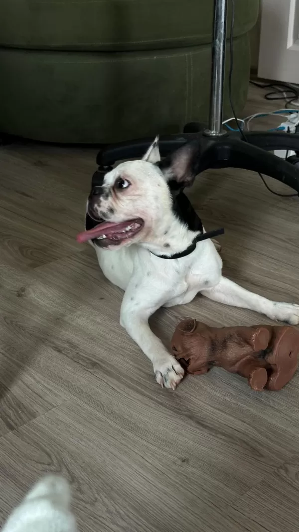 8 Aylık Tüm Aşıları Kimlik Çip Tam Dişi French Bulldog