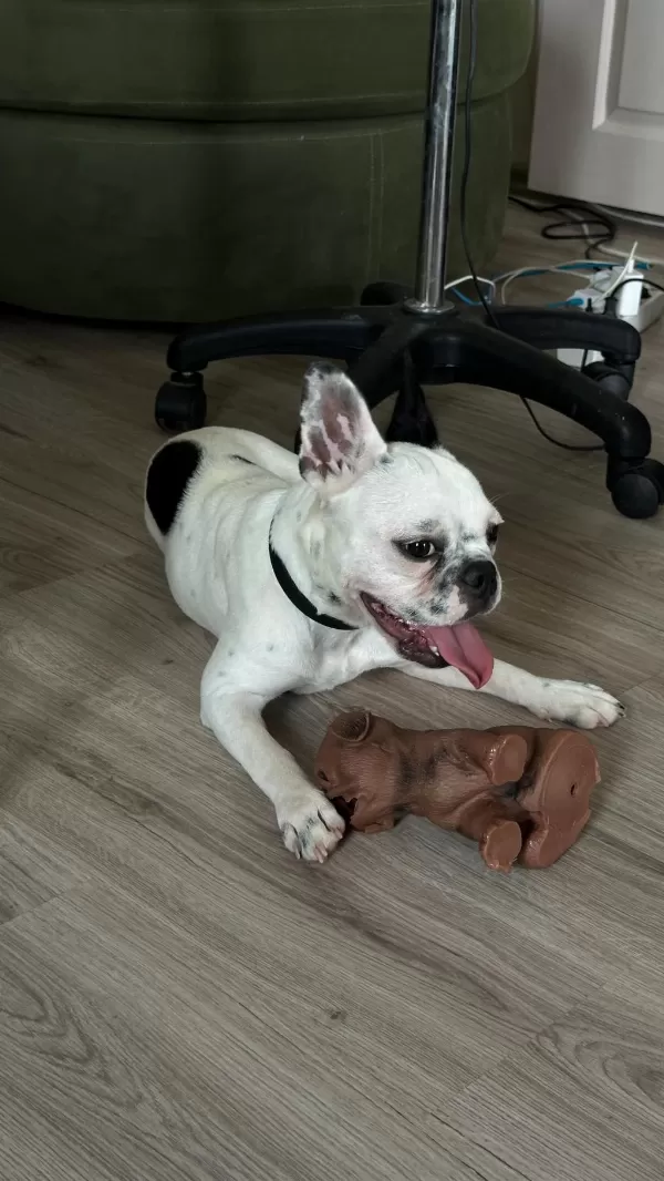 8 Aylık Tüm Aşıları Kimlik Çip Tam Dişi French Bulldog