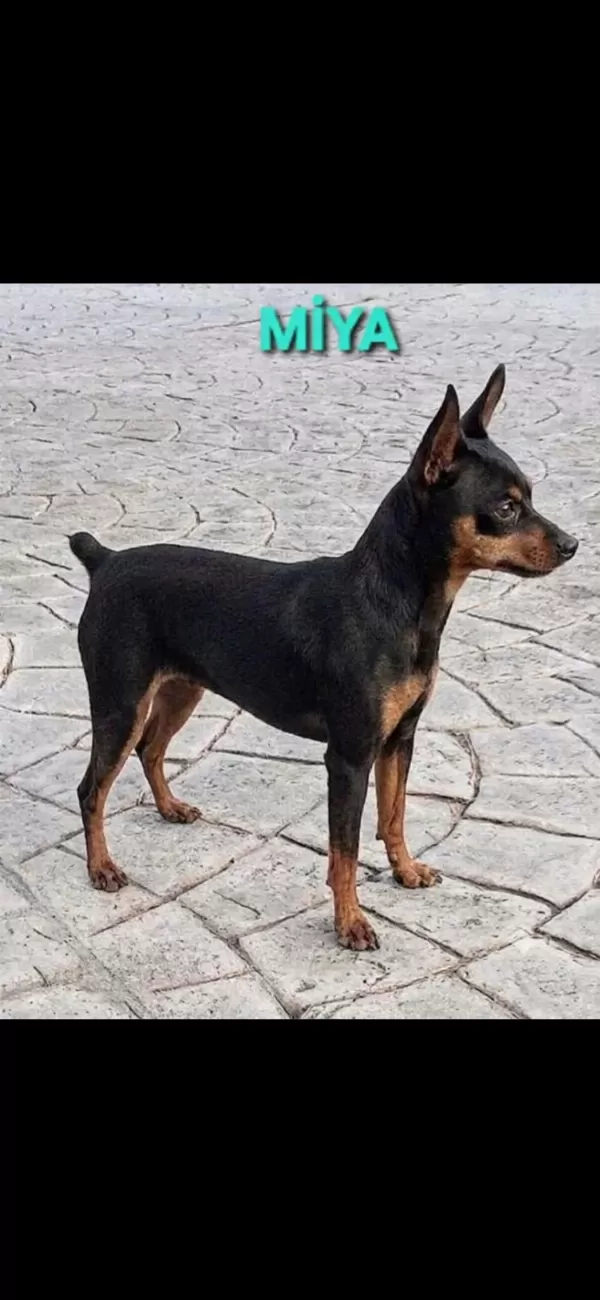 Minyatür Pinscher 5 Aylık