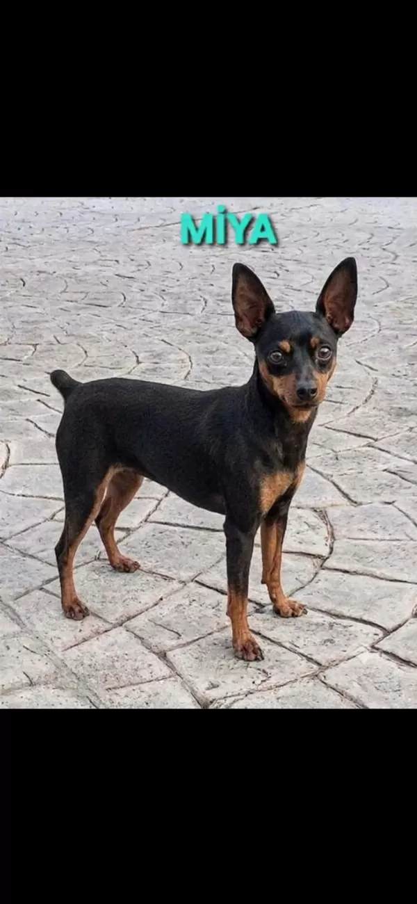 Minyatür Pinscher 5 Aylık