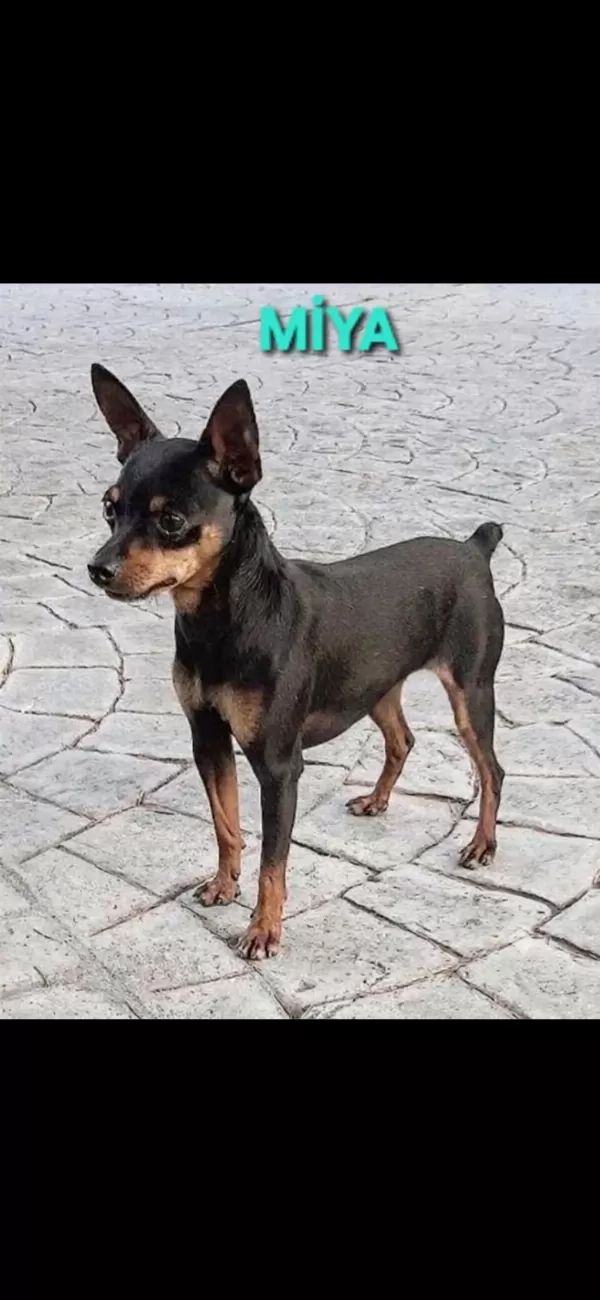 Minyatür Pinscher 5 Aylık