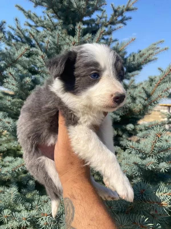 Petmode Köpek Çiftliğinden Border Collie Yavrular