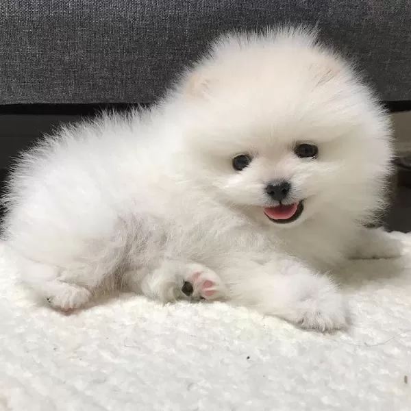 Kar Beyazi Pomeranian Bebeklerimiz