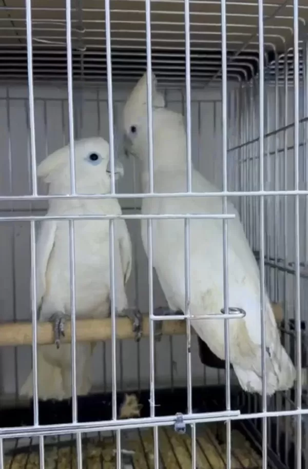 Kakadu Papağanı 10 Aylık