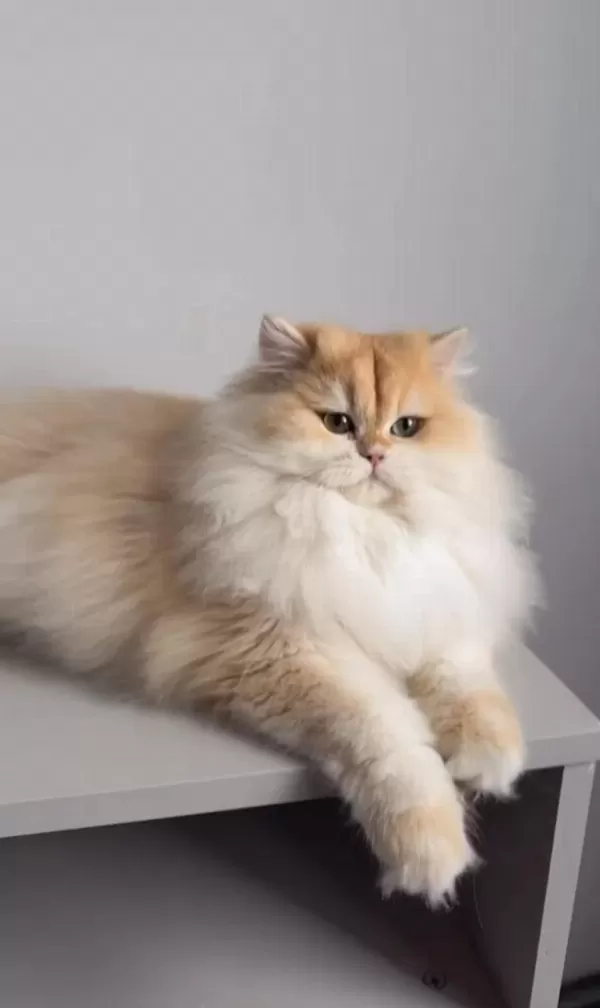 British Longhair 1,5 Yaşında Ny12 Dişi