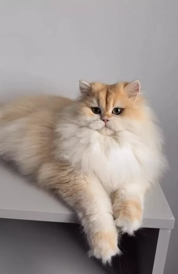 British Longhair 1,5 Yaşında Ny12 Dişi