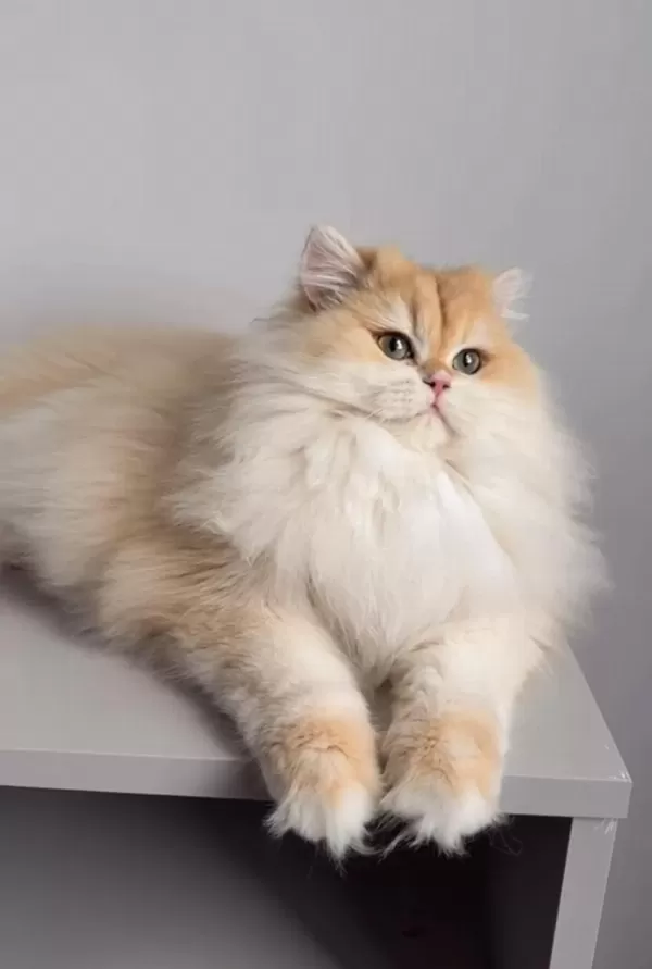 British Longhair 1,5 Yaşında Ny12 Dişi