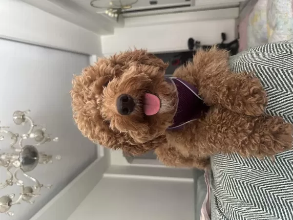 Çiftleştirme İlani Poodle