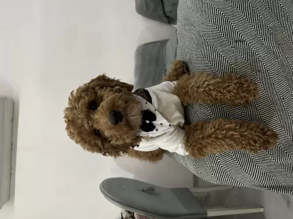 Çiftleştirme İlani Poodle