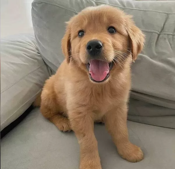 Golden Retriever Yavrular Kapıda Ödeme Mevcut