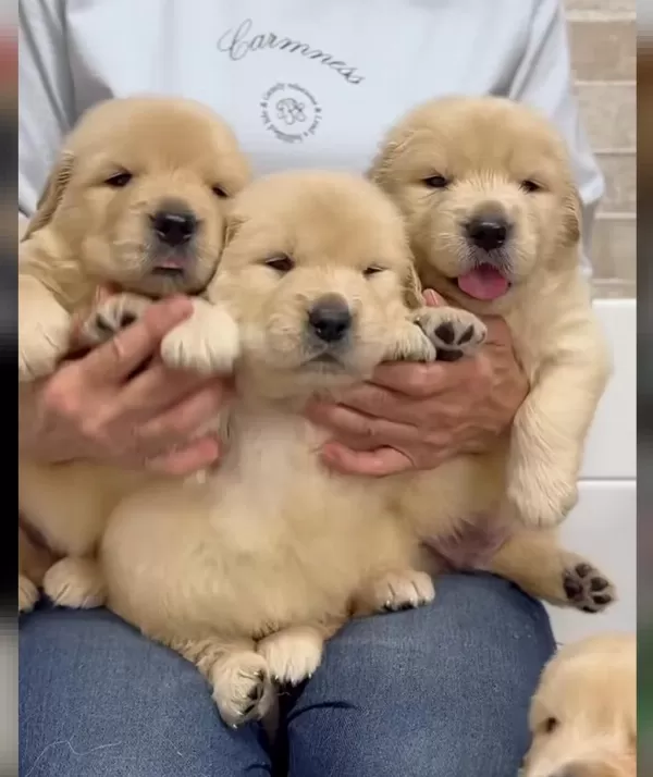 Golden Retriever Yavrular Kapıda Ödeme Mevcut
