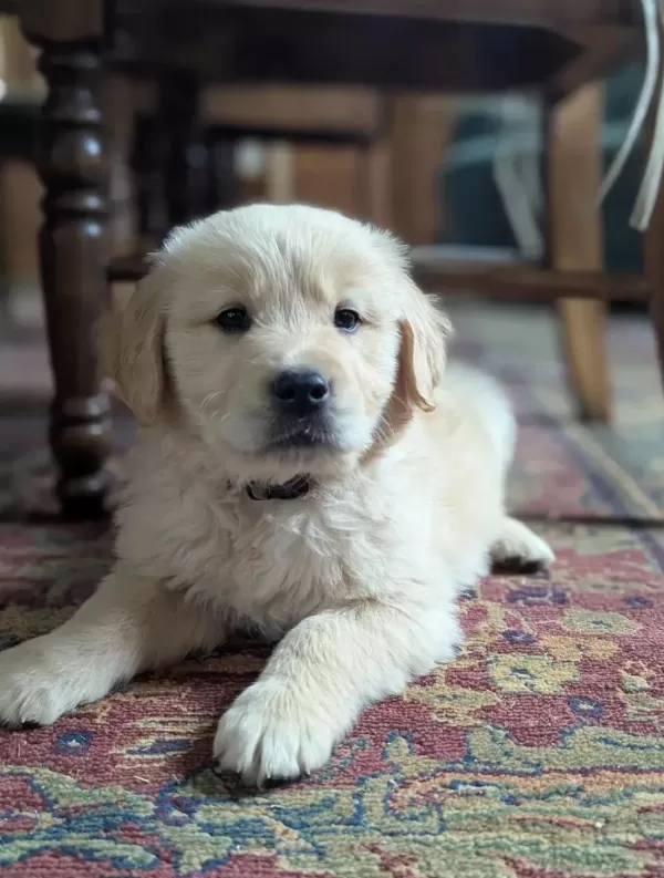 Golden Retriever Yavrular Kapıda Ödeme Mevcut