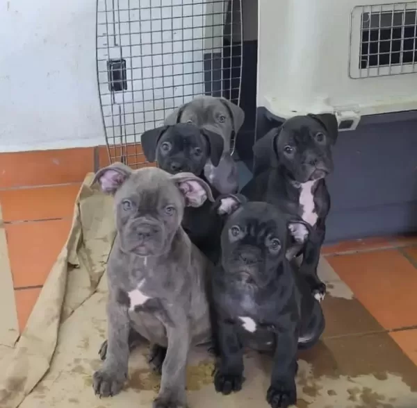 Cane Corso Yavrular Kapıda Ödeme Mevcut