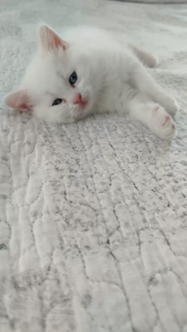 Pamuk British Shorthair